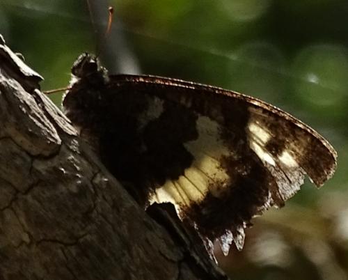 Brintesia circe